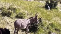 Elazığ’da Dron ile Eşek Bulundu