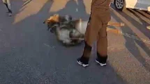 Bingöl'de Eşek Kazası