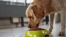 Köpeklerde Mama Hassasiyeti Nasıl Anlaşılır?