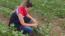 Didim'de Pamuk Gelişimi İzleniyor