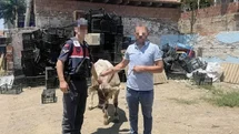 Aydın'da Çalınan Büyükbaş Hayvan Bulundu