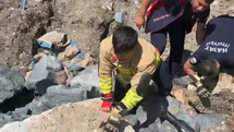Anne Kedi Yavrularını Kurtarmak İçin Bekledi