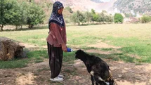 Annesinin reddettiği oğlak, anne sevgisini Hayriye teyzenin yanında buldu