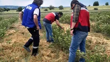 Domaniç’te Aronya Üretimi Devam Ediyor