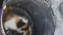 Osmaniye'de Yavru Kedi Kurtarıldı