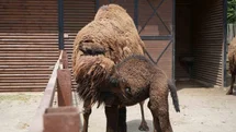 Kocaeli'nde Yavru Deve Heyecanı