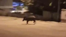 Karabük'te Yaban Domuzları Mahalleye Girdi