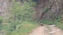 Sinop'ta Ayı ve Yavruları Görüntülendi