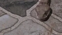 Şırnak’ta Balkonda Yılan Panik Yaratıyor