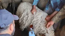 Bolvadin'de Küçükbaş Hayvan Aşılama Çalışmaları