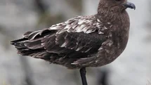 Avustralya'da İlk H5N1 Kuş Gribi Şüphesi