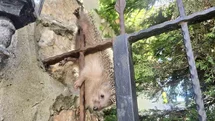 Demir korkuluklara takılan kirpi, tedavi altında