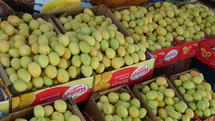 Malatya'da Yaş Kayısı Satışları Başladı