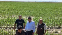 Karapınar’da dolu afetinin etkilediği alanlarda inceleme