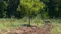 Malatya'da Çiftçinin Kurtla Karşılaşması