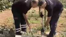Mardin'de Yılan Doğaya Bırakıldı