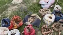 Çankırı’da izinsiz salep toplayan 10 kişiye 6 milyon 992 bin TL ceza