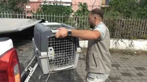 Aydın'da Oklu Kirpi Kurtarma Operasyonu