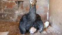 Elazığ'da Yavru Kedi ve Anne Tavuk