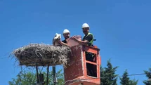 Tekirdağ'da Leylek Festivali Başladı