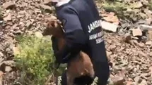 Artvin'de Yavru Keçi Kurtarıldı