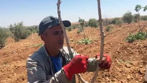 Şanlıurfa’da fıstık aşılama dönemi başladı
