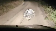Elazığ’da oklu kirpi görüntülendi