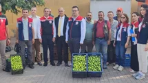 Aydın'da İncir Üretimi İçin Yoğun Çalışma