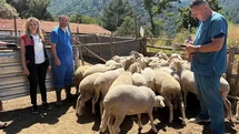 Küçükbaş hayvanlara aşılama yapıldı