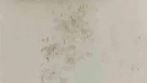 Rize'de Ayı Paniği Yaşandı