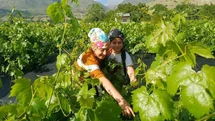 Erzincan'da Yaprak Hasadı Başladı