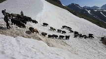 Kaçkarlar'da Tarihi Öküz Göçü Tamamlandı