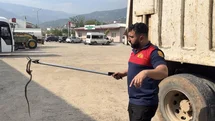 Osmaniye'de Kaçak Yılan Yakalandı