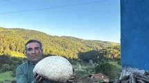 Çorum'da Dev Mantar Bulundu