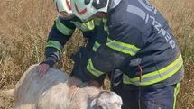 Denizli'de Koyun Kurtarma Operasyonu