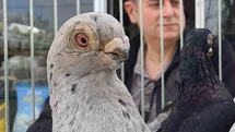 Denizli'de Tokur Güvercinleri Yarıştı