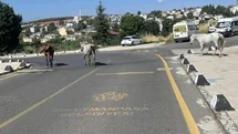Tekirdağ'da Başıboş Atlar Sorunu