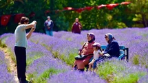 Altıeylül’de Lavanta Günleri Coşkuyla Kutlandı