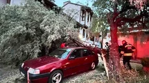 Eskişehir'de Düşen Ağaç Kaldırıldı