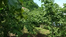 Giresun'da Samuray Arıları Doğaya Salındı