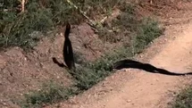Yılanların Dansı Malatya'da Görüntülendi