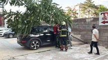 Kayseri'de Ağaç Devrildi
