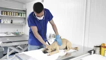 Aydın'da Sokak Hayvanları İçin Çalışmalar Devam Ediyor