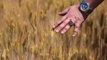 Arpa Fiyatları Düşüşte, Üretici Endişeli