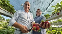Düzce'de Çilek Yetiştiriciliği Başladı