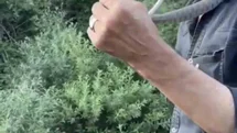 Bingöl'de Zehirli Yılan Yakalandı