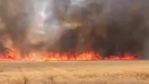 Harran’da 300 dönümlük buğday tarlasında yangın