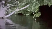 Sivas’ta Balık Ağaca Tırmandı