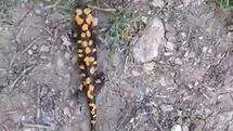 Kahramanmaraş’ta benekli semender görüntülendi
