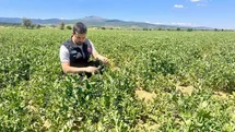 Planlı Tarımsal Üretim Saha Çalışmaları Devam Ediyor